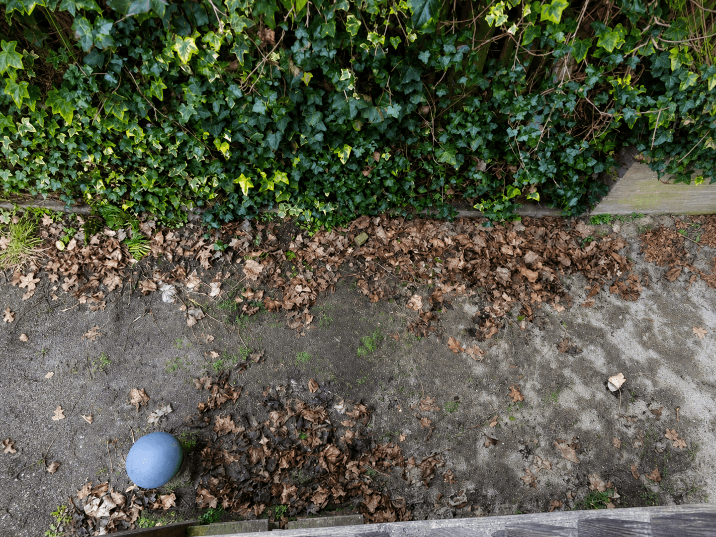 Bare soil and leaf litter along the garden wall before the lounge corner was built.